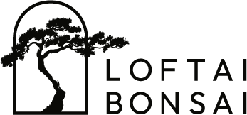 Bonsailoftai